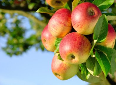 Apples on tree