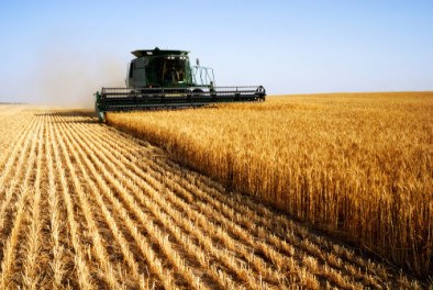  Grain harvest 