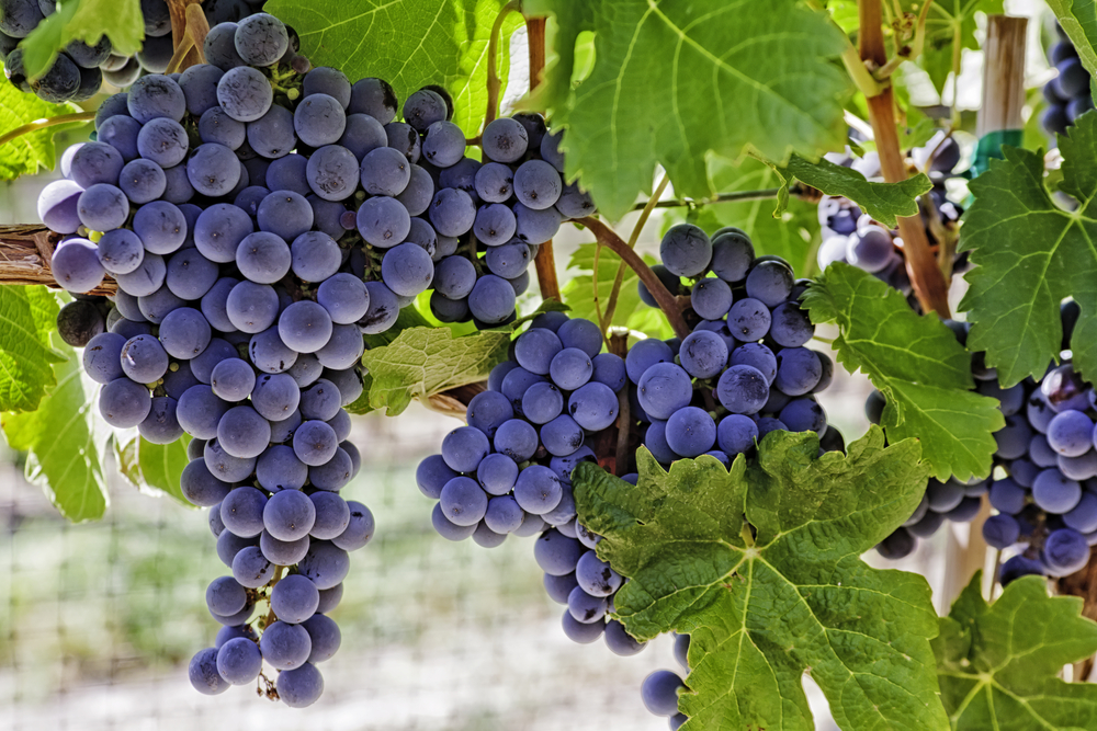 Grapes in a vineyard 