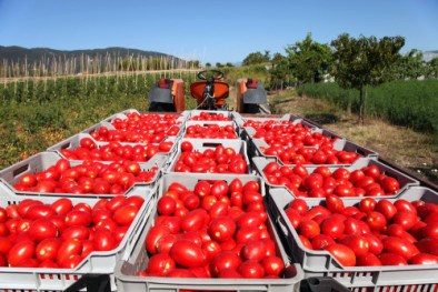 Tomatoes in wagons