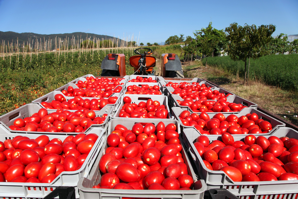 Tomatoes in wagons