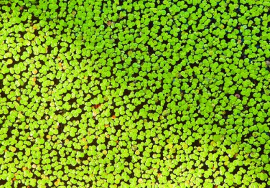 Lemna Minor - duckweed