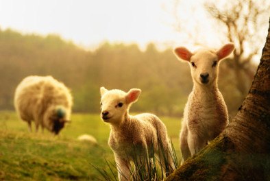 Lambs in a meadow